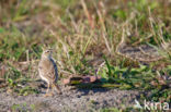 Tawny Pipit (Anthus campestris)