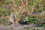 Duinpieper (Anthus campestris)