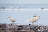 Grote Burgemeester (Larus hyperboreus)