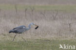 Grey Heron (Ardea cinerea)