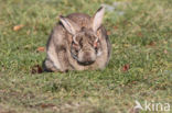 Rabbit (Oryctolagus cuniculus)