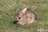 Rabbit (Oryctolagus cuniculus)