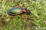 Carabus auronitens