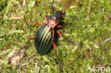 Carabus auronitens