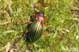 Carabus auronitens