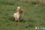 Ooievaar (Ciconia ciconia)