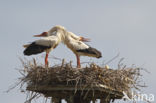 White Stork (Ciconia ciconia)