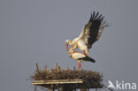 White Stork (Ciconia ciconia)