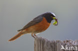 Common Redstart (Phoenicurus phoenicurus)