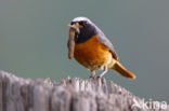 Common Redstart (Phoenicurus phoenicurus)