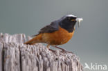 Common Redstart (Phoenicurus phoenicurus)