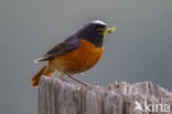 Common Redstart (Phoenicurus phoenicurus)