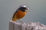 Common Redstart (Phoenicurus phoenicurus)