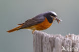 Common Redstart (Phoenicurus phoenicurus)