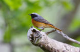 Common Redstart (Phoenicurus phoenicurus)