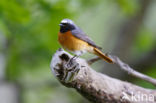 Common Redstart (Phoenicurus phoenicurus)