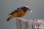 Common Redstart (Phoenicurus phoenicurus)