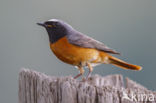 Common Redstart (Phoenicurus phoenicurus)