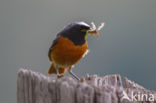 Common Redstart (Phoenicurus phoenicurus)