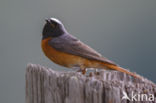 Common Redstart (Phoenicurus phoenicurus)