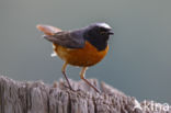 Common Redstart (Phoenicurus phoenicurus)