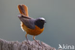 Common Redstart (Phoenicurus phoenicurus)