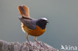 Common Redstart (Phoenicurus phoenicurus)