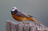 Gekraagde Roodstaart (Phoenicurus phoenicurus)