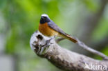 Common Redstart (Phoenicurus phoenicurus)