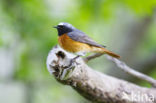 Gekraagde Roodstaart (Phoenicurus phoenicurus)