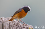 Common Redstart (Phoenicurus phoenicurus)