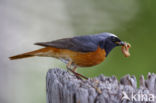 Gekraagde Roodstaart (Phoenicurus phoenicurus)