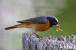 Gekraagde Roodstaart (Phoenicurus phoenicurus)