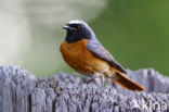 Common Redstart (Phoenicurus phoenicurus)