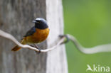 Gekraagde Roodstaart (Phoenicurus phoenicurus)