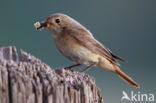 Common Redstart (Phoenicurus phoenicurus)