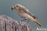 Common Redstart (Phoenicurus phoenicurus)