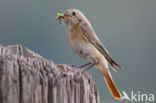 Common Redstart (Phoenicurus phoenicurus)