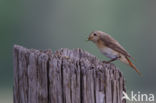 Common Redstart (Phoenicurus phoenicurus)