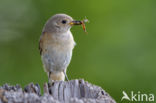 Common Redstart (Phoenicurus phoenicurus)