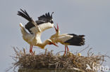 White Stork (Ciconia ciconia)