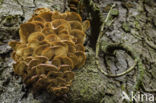 velvet shank (Flammulina velutipes)