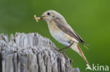 Common Redstart (Phoenicurus phoenicurus)