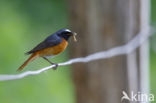 Common Redstart (Phoenicurus phoenicurus)