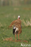 White Stork (Ciconia ciconia)