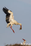 White Stork (Ciconia ciconia)