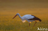 White Stork (Ciconia ciconia)