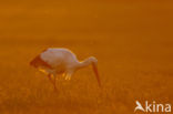 White Stork (Ciconia ciconia)