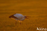 White Stork (Ciconia ciconia)