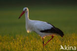 White Stork (Ciconia ciconia)